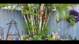 LAS  PALMAS  DE  ARECA.  GUIA SOBRE SU CULTIVO.