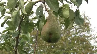 Zašto Obrenovac više nije voćarski kraj?