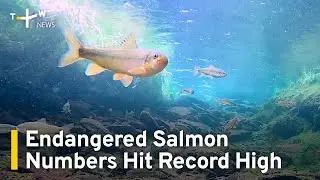 Critically Endangered Formosan Landlocked Salmon Numbers Hit Record High | TaiwanPlus News
