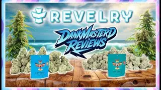 🍊 Citrus Smoothie & 🍇 Wham Berries THCA Review 🔥 | RevelryHemp Flower Breakdown 💨