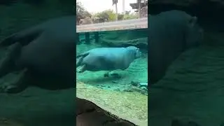 hippo swimming🏊 in pool🏊 amazing😍🔥#shorts