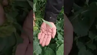 invasion de m&eacute;lig&egrave;thes dans les colzas haut sa&ocirc;nois