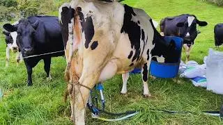 HIGH PROFITABILITY WITH FEW COWS ON PASTURE