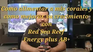 Como Alimentar a Mis Corales y Mejora su Crecimiento con el suplemento Red Sea Reef Energy Plus AB+