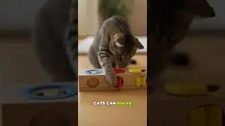 Cat Intelligence Explained in 40 Seconds#CatIntelligence #SmartAnimals #CatFacts #ai #shorts #Cats