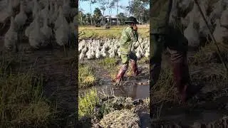 Ducks in Rice Fields &ndash; Peaceful Vietnamese Countryside | Vietnam countryside ducks