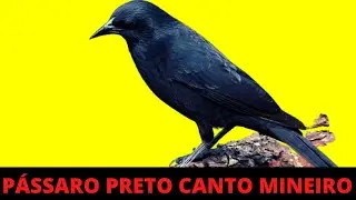 1 HORA DE CANTO DO PÁSSARO PRETO MINEIRO NA NATUREZA