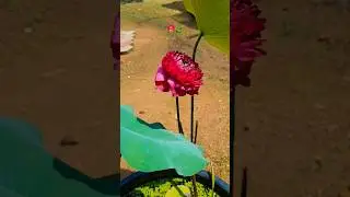 LOTUS  FLOWER BLOOMING 🪷🧿 AT HOME 🏡 #lotus #flowers #shorts
