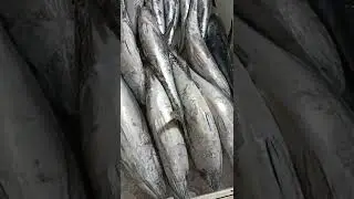 🐠🐠🐠🐠🐠🐠 Fish Supplier