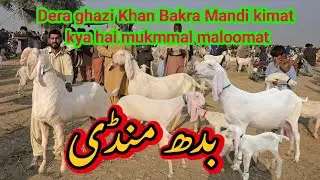 Aaj Update 10 tarikh Mandi Dera ghazi Khan Mandi Pakistan Bakra Eid 2026 