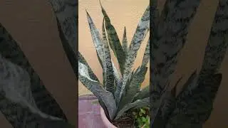 Guide to Snake Plant Care: Benefits & Easy Growth 🌱 #shorts #short  #HomeGardening #sansevieria