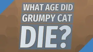 What age did grumpy cat die?