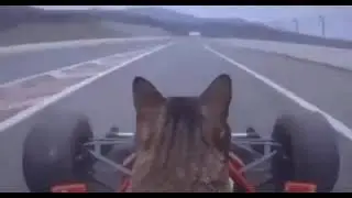 Cat In A Go-Kart