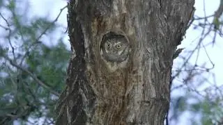 Elf Owl (Micrathene whitneyi) pair