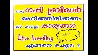 ഗപ്പി ബ്രീഡർ അറിഞ്ഞിരിക്കേണ്ട കുറച്ചു കാര്യങ്ങൾ - Guppy Breeding Methods - Line Breeding