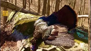 Hunting Public Land Mountain Gobblers / Open Hardwoods/ Real Turkey Hunting