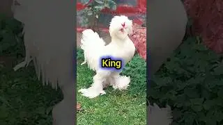 white sultan chicken 🐔#youtubeshorts #ytshorts #viral #kingandqueen #birds