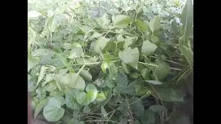 Kimari,uruteja umuti wagufasha Wazengerejwe n'imyuka mibi/ujya uterwa ninzoka? uko ukoreshwa