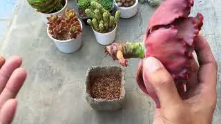 THIS IS WHY I PREFER AIR ROOTING | SUCCULENT CARE TIPS
