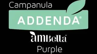Campanula Ambella Purple by Addenda&reg;