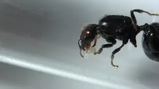 Messor barbarus, 5&egrave;me &oelig;uf