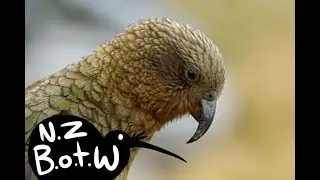 Kea - New Zealand Bird of the Week