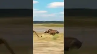 Tiger's Epic Fail 😂 #TigerFail #WildLaughs #AttackGoneWrong #funyvideo #babyshorts