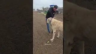 Pra que serve a coleira de espinho dos kangal!