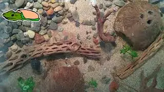Nathan and Sully Day 3 With  Lofi Hip Hop #SoggyPancake #ShellBuddy #ShellPuppy #Turtle #Musk
