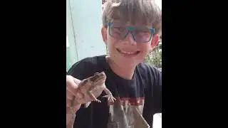 sapinhu#frog