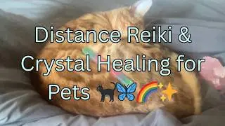 Distance Reiki & Crystal Healing for Anxious or Unwell Pets/ Those in Recovery from illness 🐈&zwj;⬛🐶❤️&zwj;🩹
