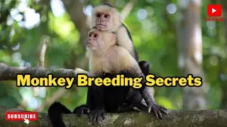 Monkey Breeding Secrets: How These Smart Animals Reproduce & Raise Their Young!