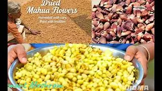 Mahua Tree- Nature's Majesty