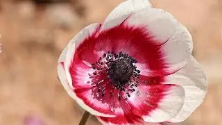 Relax with Flower piano music, good natural Flowers
