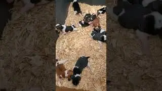 'LIVE CAM' Shanny's very HUNGRY BEAGLE PUPPIES!  see mom's reaction when they are all finished 🥰