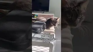 🤭Mishka cat and a blood pressure monitor!😅 #shorts #cat #pets #animals #funny #cute