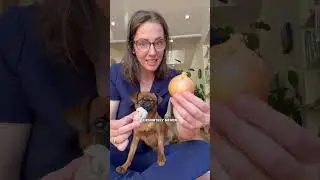 Is Onion Toxic For Dogs?