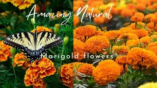 Amazing nature/ Beautiful blooming flower time lapse video/ Marigold flower