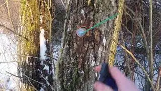 Flash Powder vs. Tree (30 Grams)