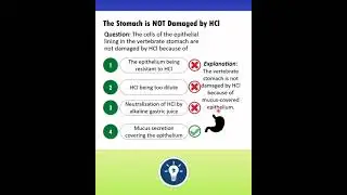 Why HCl does not damage the stomach? | Imagica Question Series | KVS PGT BIOLOGY