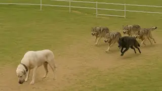 Ces stupides loups ont pay&eacute; tr&egrave;s cher d'avoir attaqu&eacute; ce chien Kangal... !