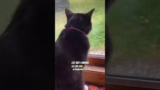 Upset Cat! - RxCKSTxR Comedy Voiceover!