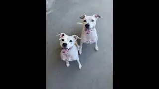 Bonded Pair Dogs Karen & Kaitlyn Playing | Pet Alliance TikTok Videos