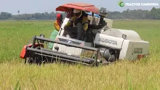 Best Rice Harvester Skill Work In Deep Muddy | Ingenious Harvesting Technology Agriculture Equipment