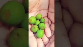 ଖଟା ଖଟା ବରକୋଳି #viralshort #mitushreevlogs #viral #mitu...😋😋😋