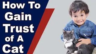 How To Gain The Trust Of A Cat |  Complete Step By Step Guide