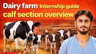 Calf Section Dairy farm Internship Guide | Overview  | Part 1