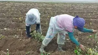 pinasyalan ko mga tanim kong kamute at gulay, buhay magsasaka. 