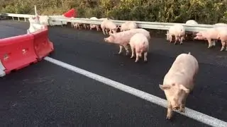Almost 200 pigs are running wild on a major French highway