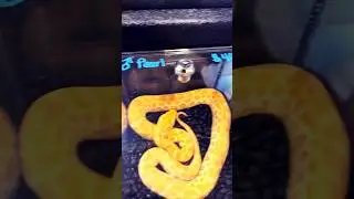 🐍 Most Vivid Red Tail Boa Morphs?! 🐍 #shorts